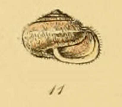 Image of Hairy Snail