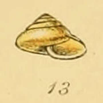 صورة Euconulus fulvus (Müller 1774)