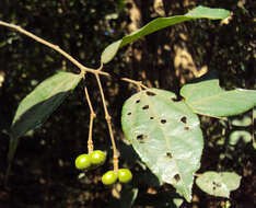 Image of Grewia umbellifera Bedd.