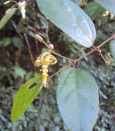 Image of Grewia umbellifera Bedd.