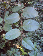 Image of Grewia umbellifera Bedd.