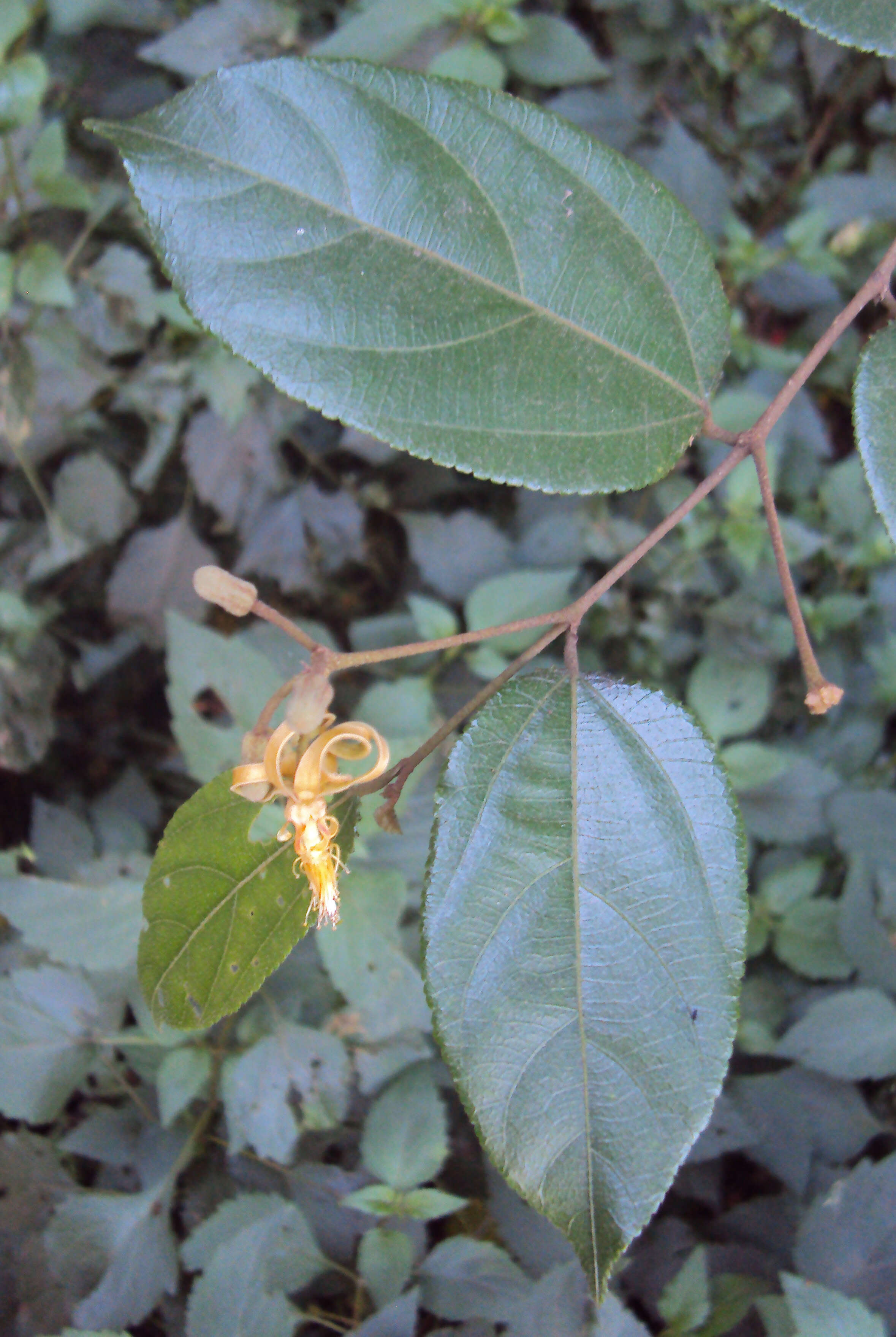 Image of Grewia umbellifera Bedd.