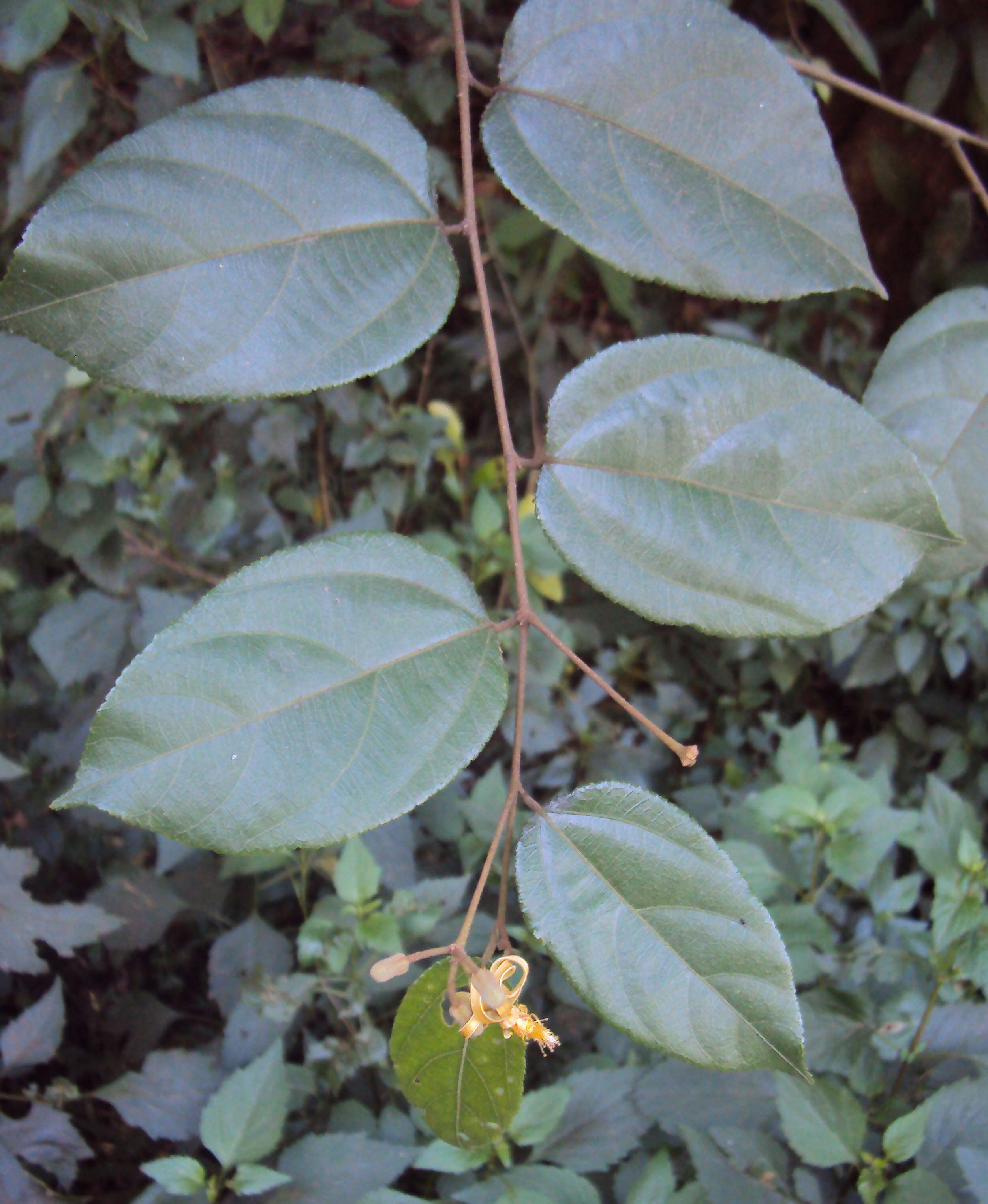 Image of Grewia umbellifera Bedd.