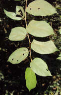 Image of Grewia umbellifera Bedd.