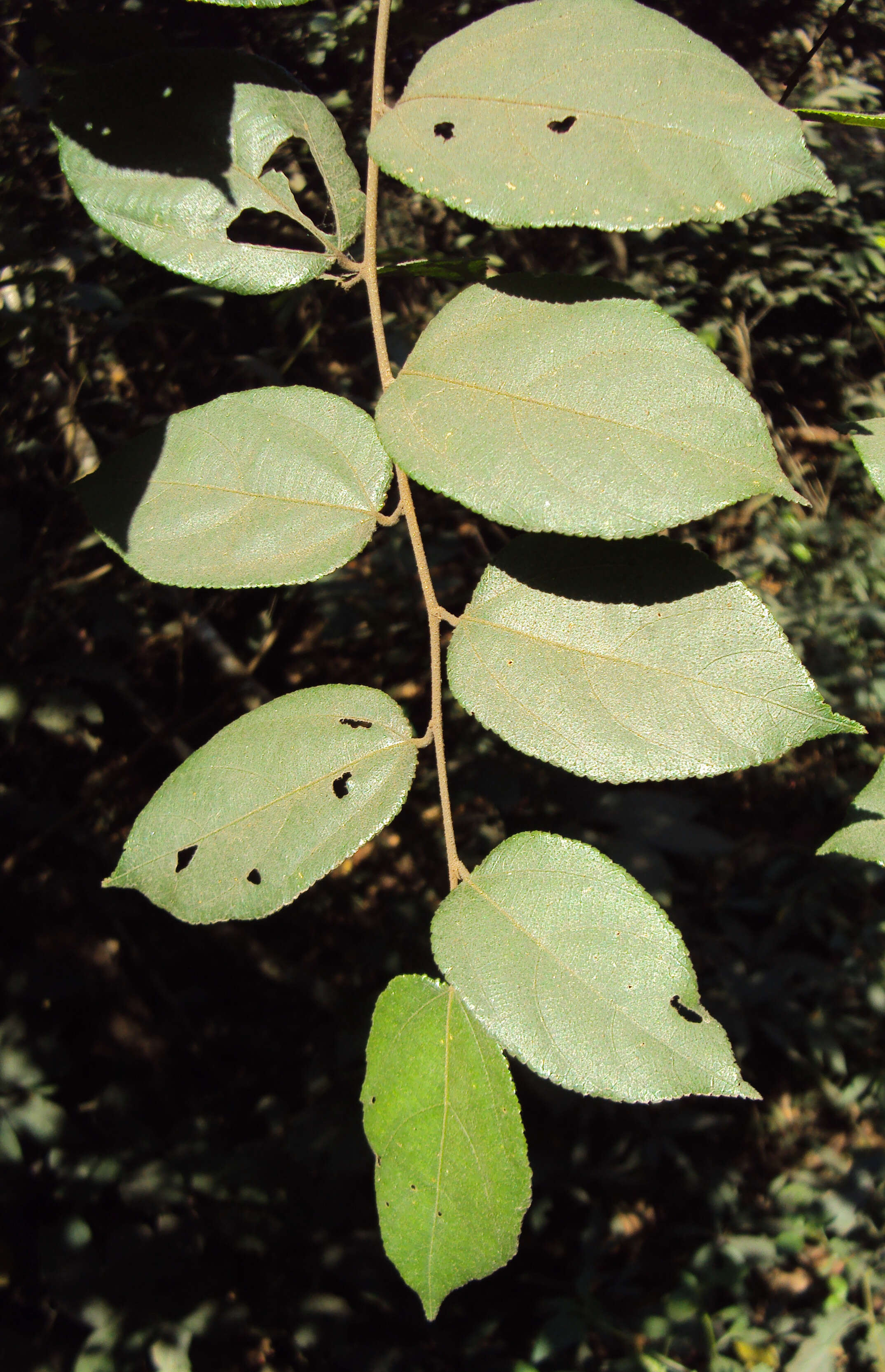 Image of Grewia umbellifera Bedd.