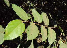 Image of Grewia umbellifera Bedd.