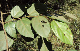 Image of Grewia umbellifera Bedd.