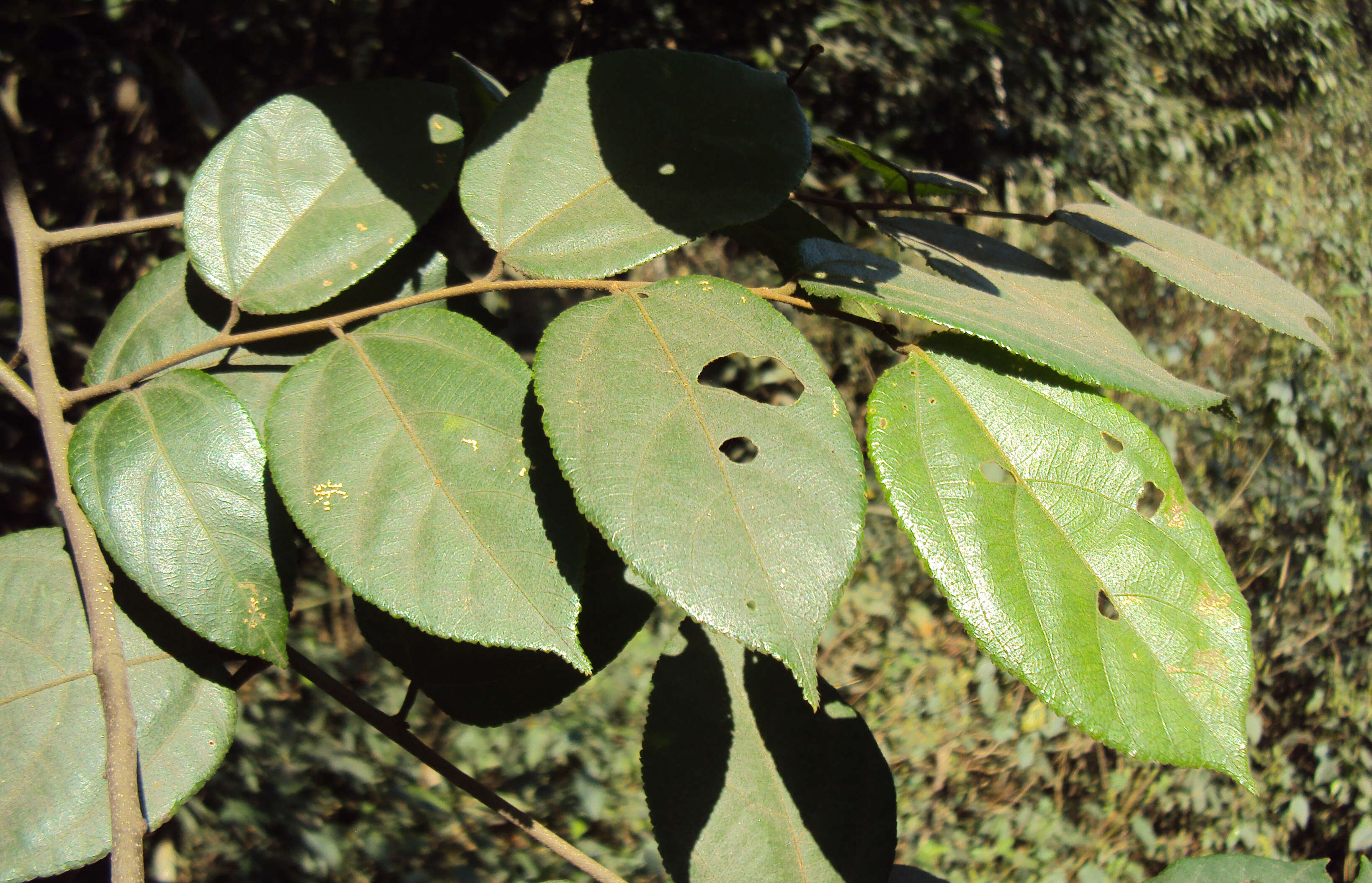 Image of Grewia umbellifera Bedd.