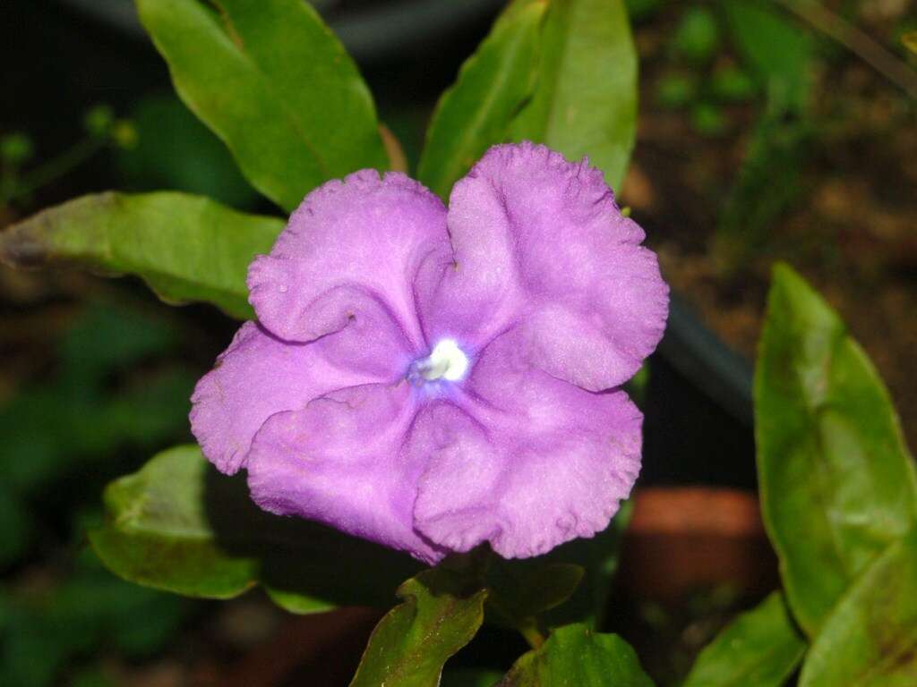 Image de Brunfelsia grandiflora D. Don