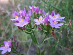 Image of Centaury