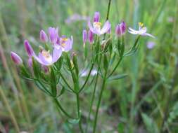 Image of Centaury