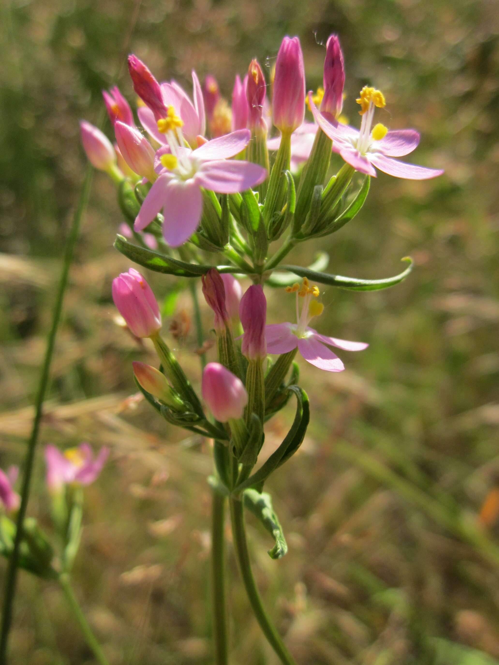 Image of Centaury