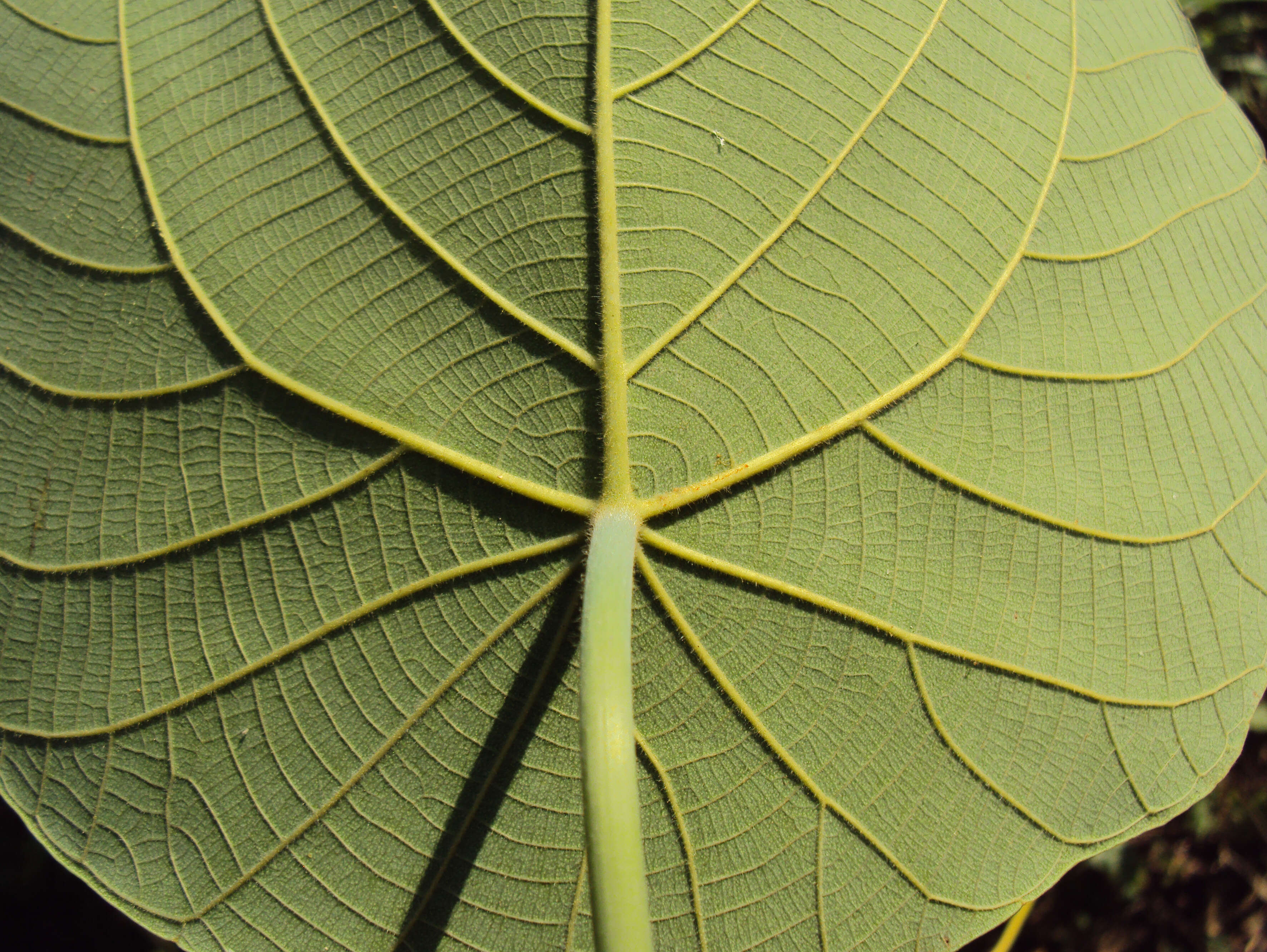 Image of Macaranga peltata (Roxb.) Müll. Arg.