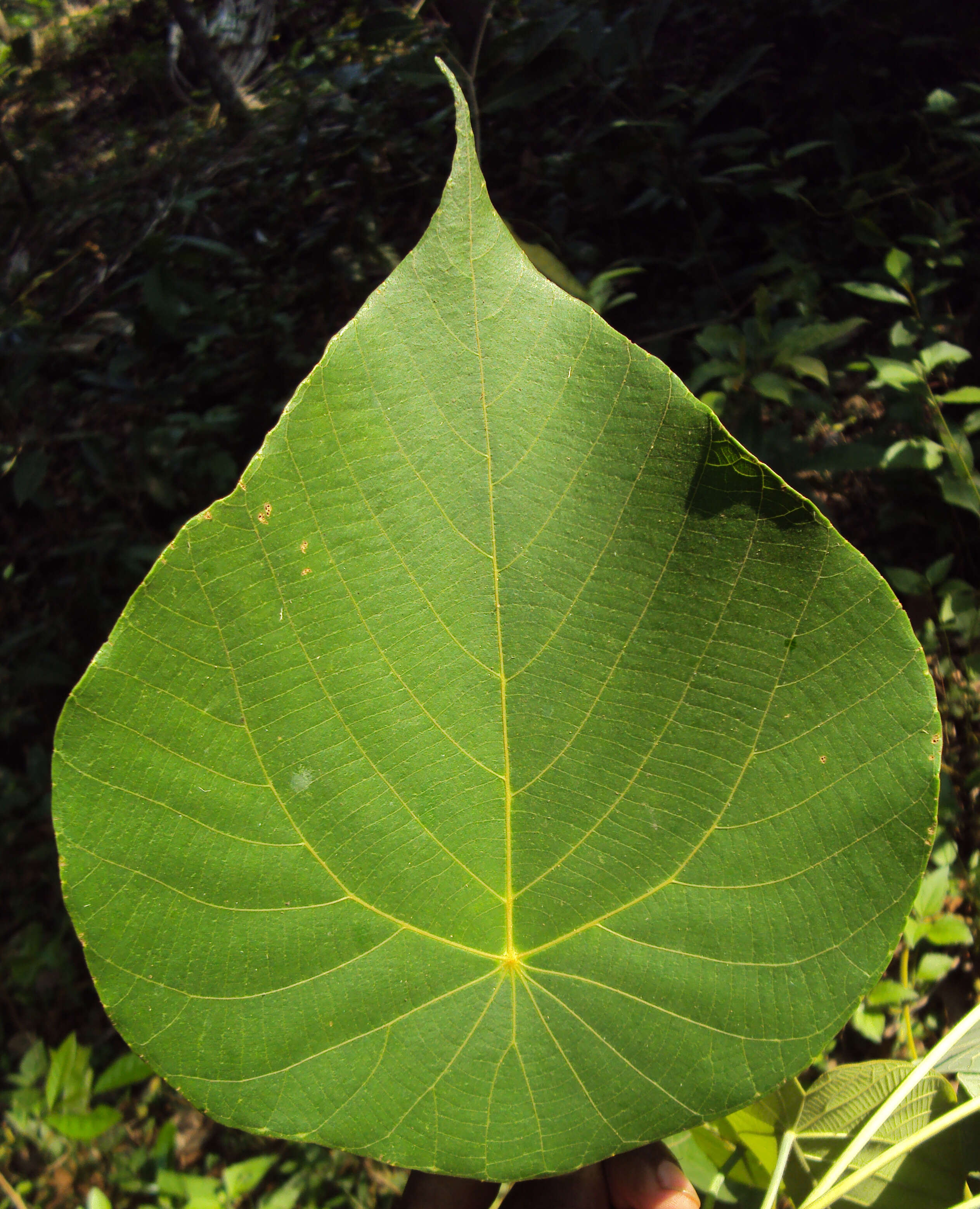 Image of Macaranga peltata (Roxb.) Müll. Arg.