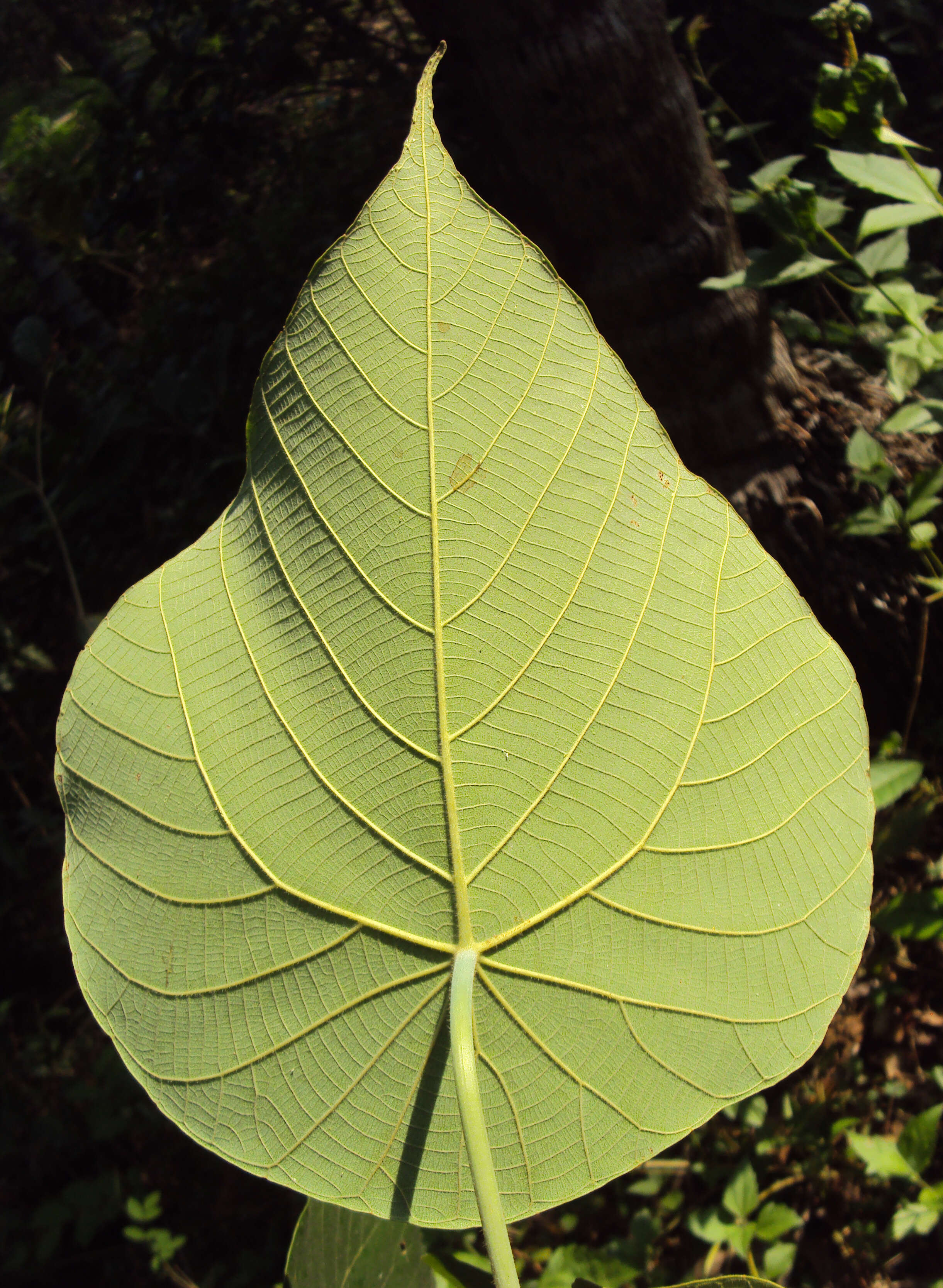 Image of Macaranga peltata (Roxb.) Müll. Arg.