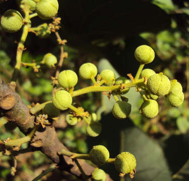 Image of Macaranga peltata (Roxb.) Müll. Arg.