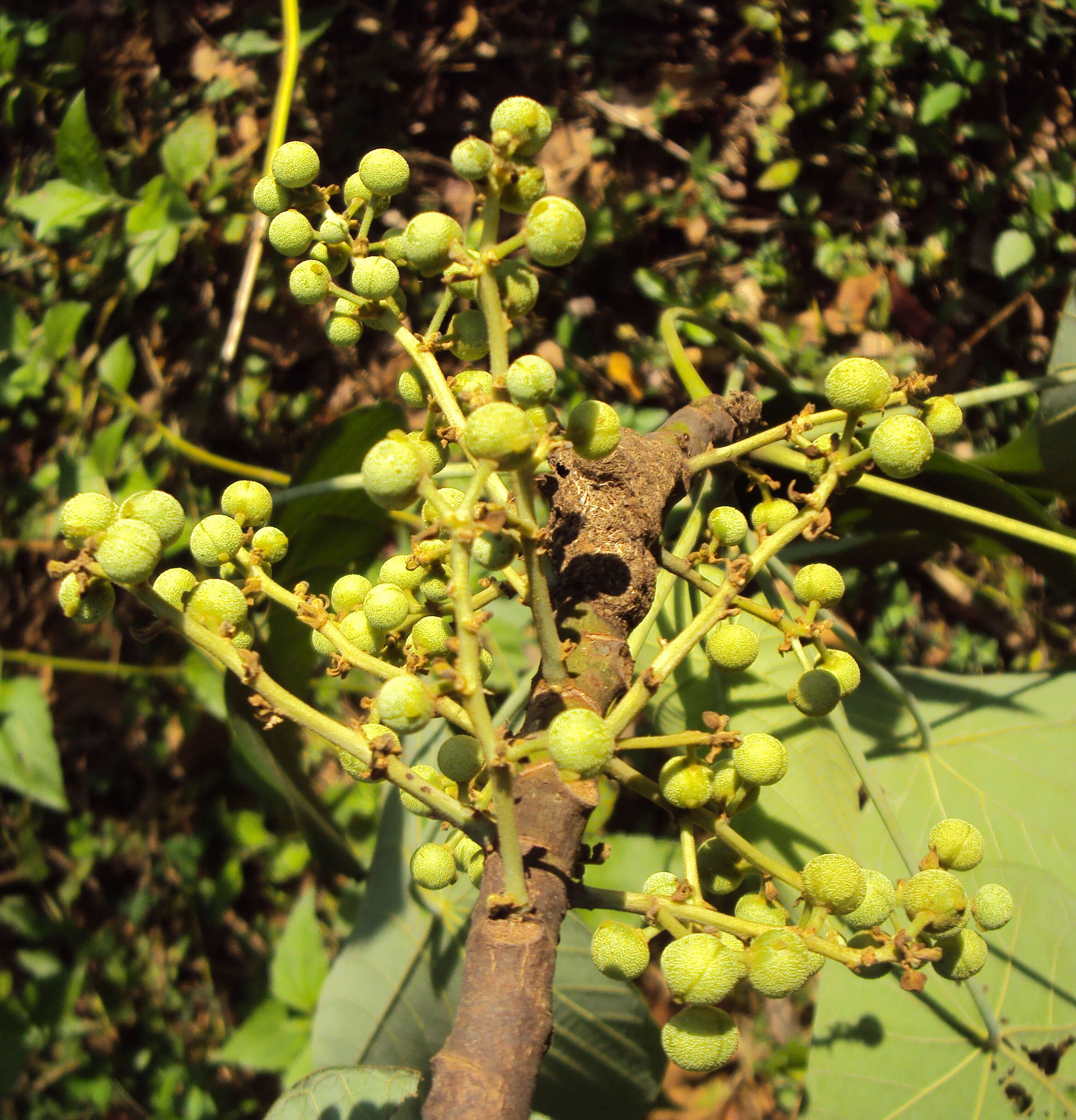 Image of Macaranga peltata (Roxb.) Müll. Arg.