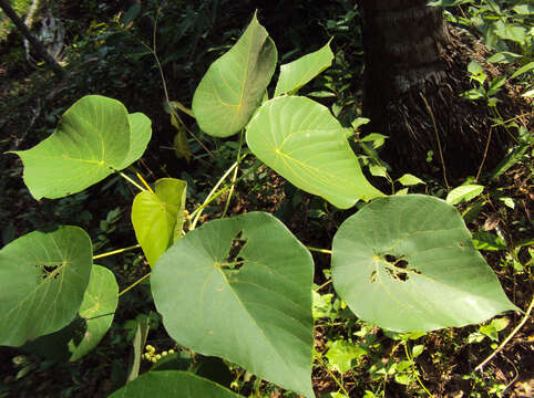 Image of Macaranga peltata (Roxb.) Müll. Arg.