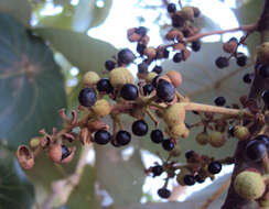 Image of Macaranga peltata (Roxb.) Müll. Arg.