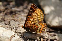 Plancia ëd Euphydryas intermedia