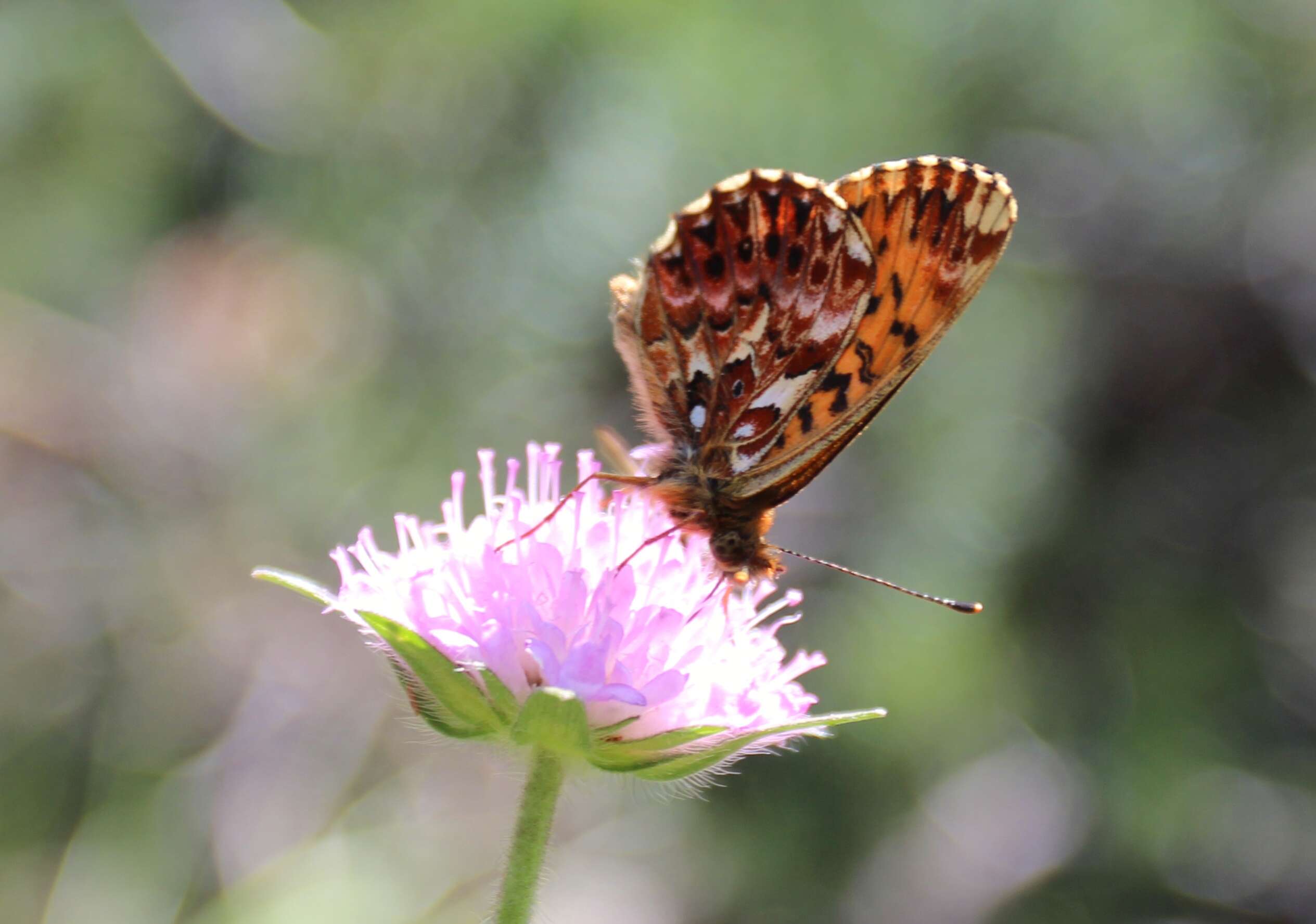 Plancia ëd Boloria titania