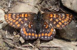 Plancia ëd Euphydryas intermedia