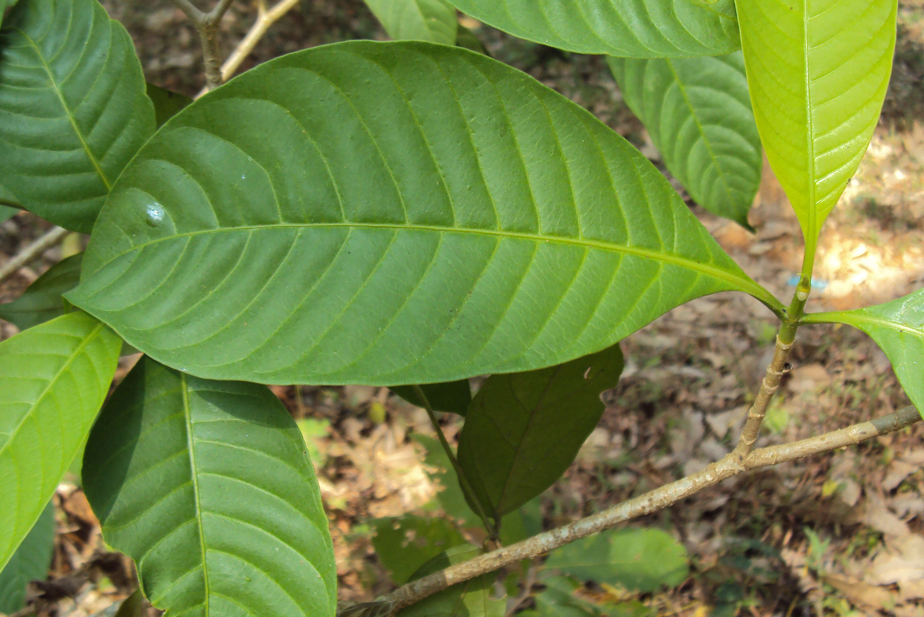 Sivun Tabernaemontana alternifolia L. kuva