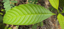 Image of Tabernaemontana alternifolia L.