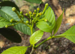 Sivun Tabernaemontana alternifolia L. kuva