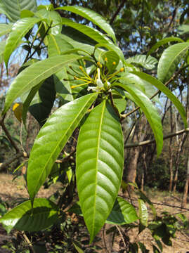 Image de Tabernaemontana alternifolia L.