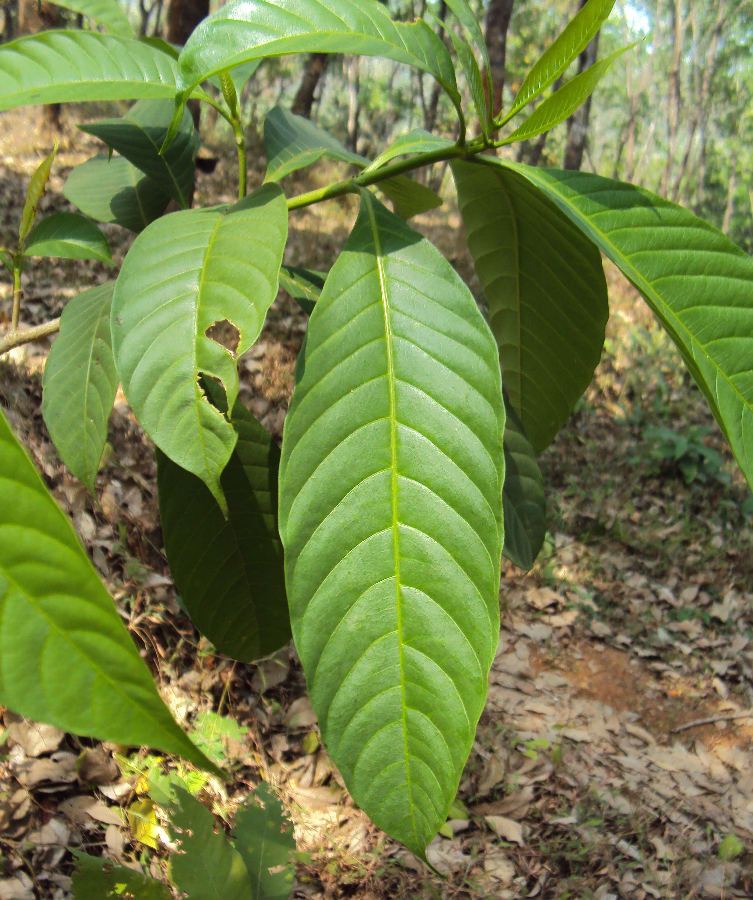 Sivun Tabernaemontana alternifolia L. kuva