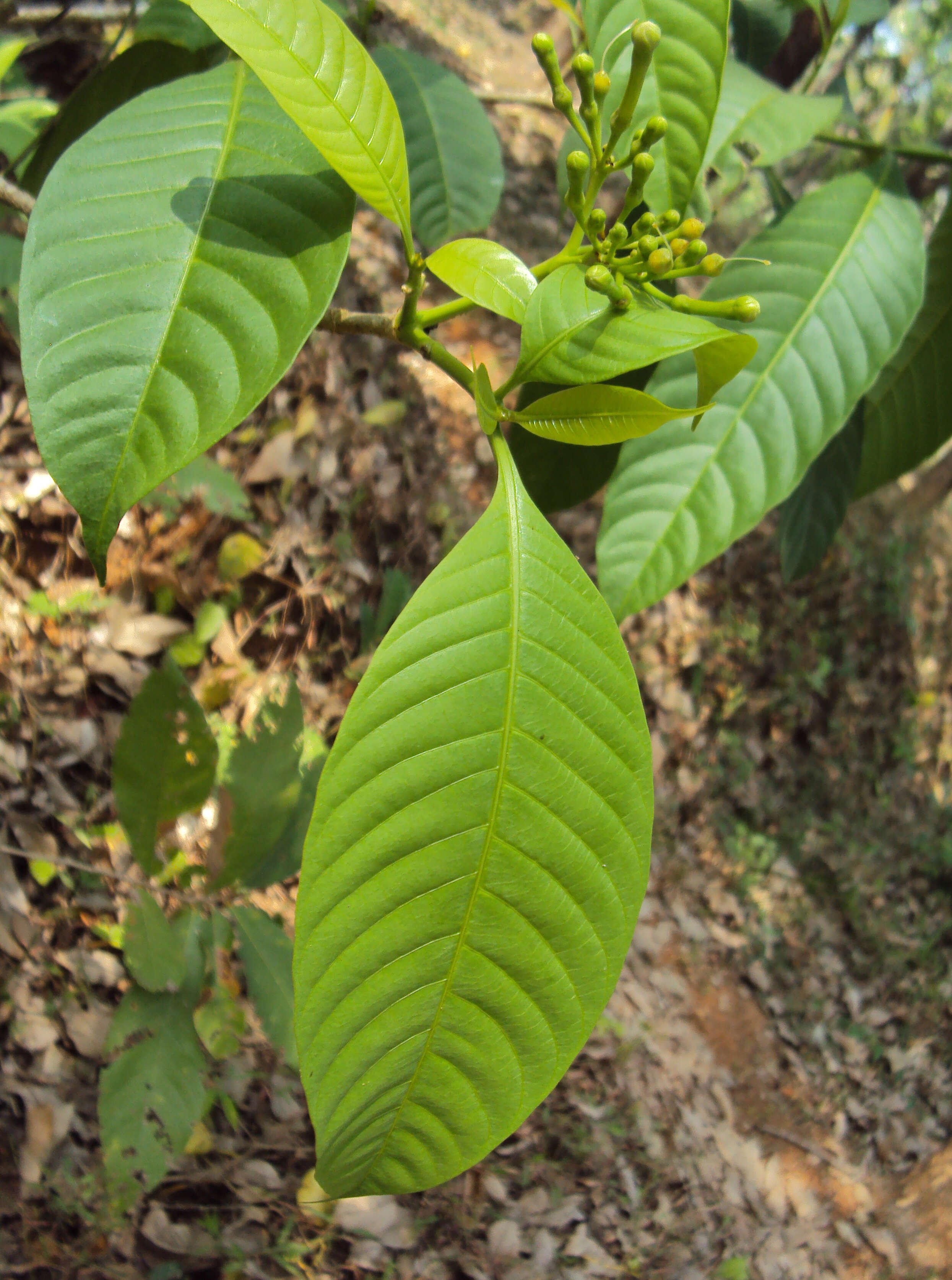 Sivun Tabernaemontana alternifolia L. kuva