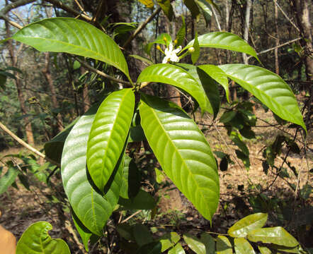 Image of Tabernaemontana alternifolia L.