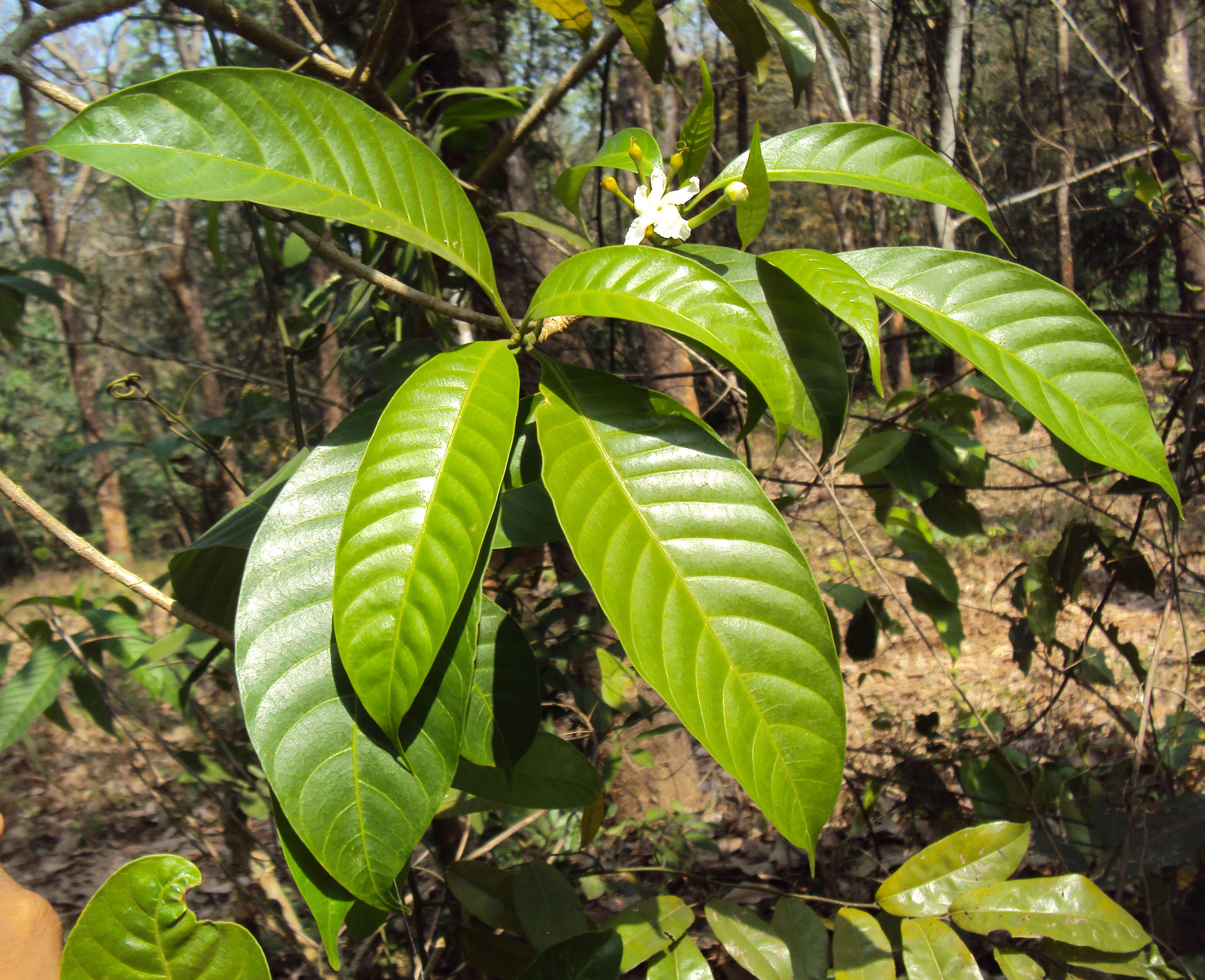 Sivun Tabernaemontana alternifolia L. kuva