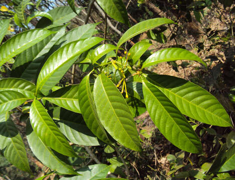 Слика од Tabernaemontana alternifolia L.