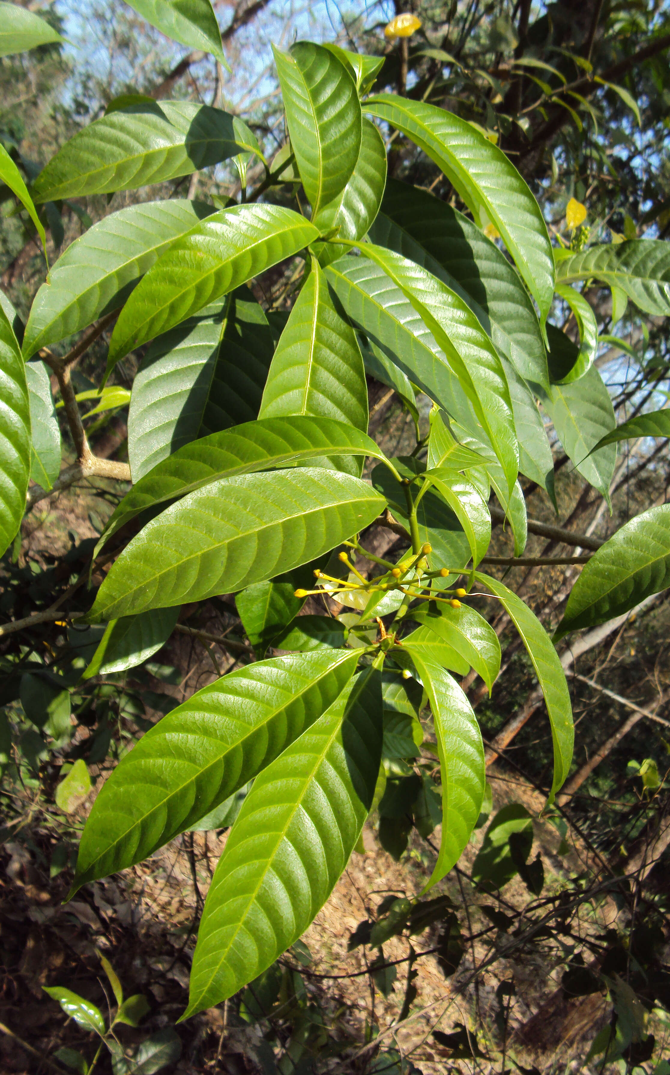 Sivun Tabernaemontana alternifolia L. kuva