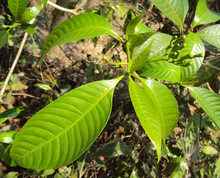 Слика од Tabernaemontana alternifolia L.