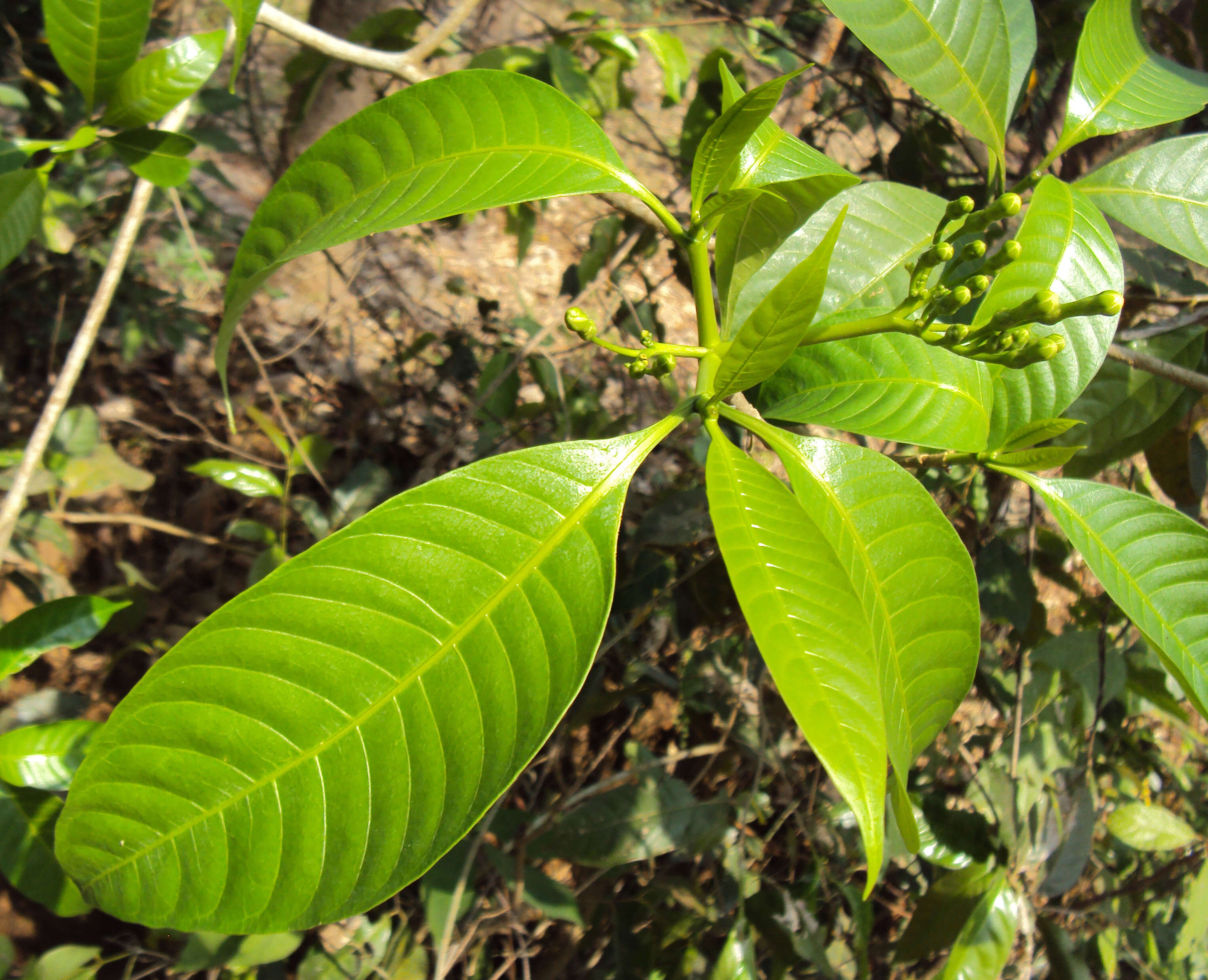 Image de Tabernaemontana alternifolia L.