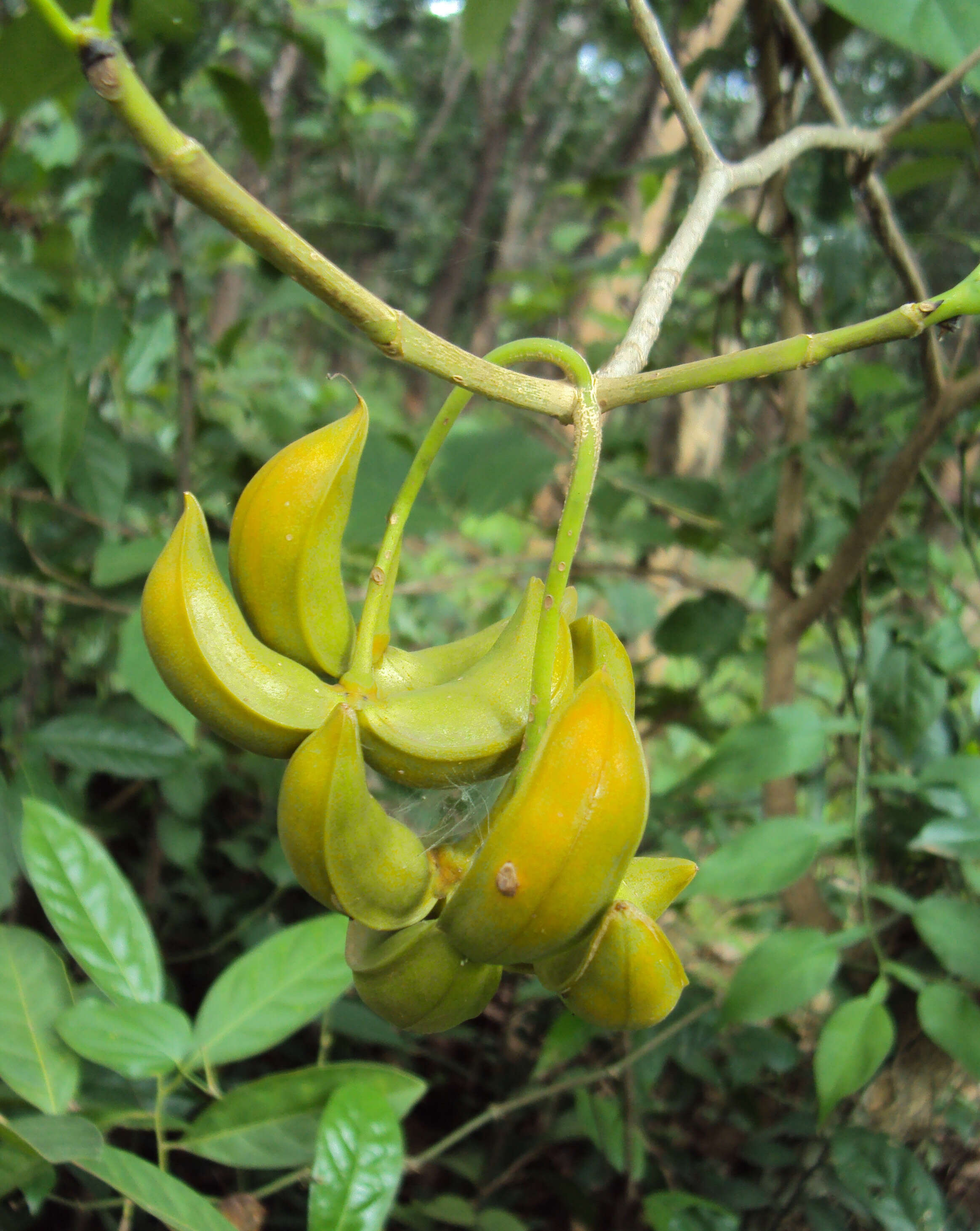 Sivun Tabernaemontana alternifolia L. kuva