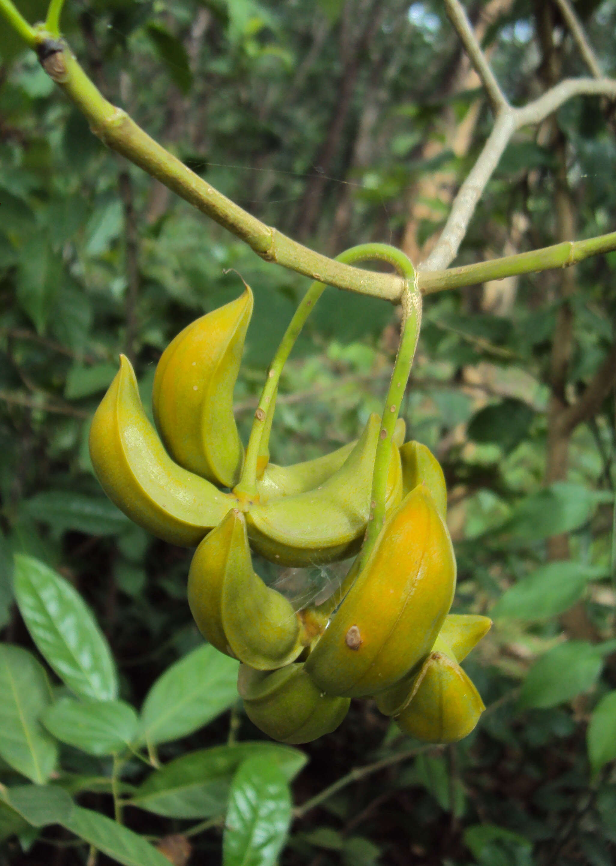 Sivun Tabernaemontana alternifolia L. kuva