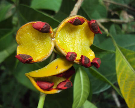 Sivun Tabernaemontana alternifolia L. kuva