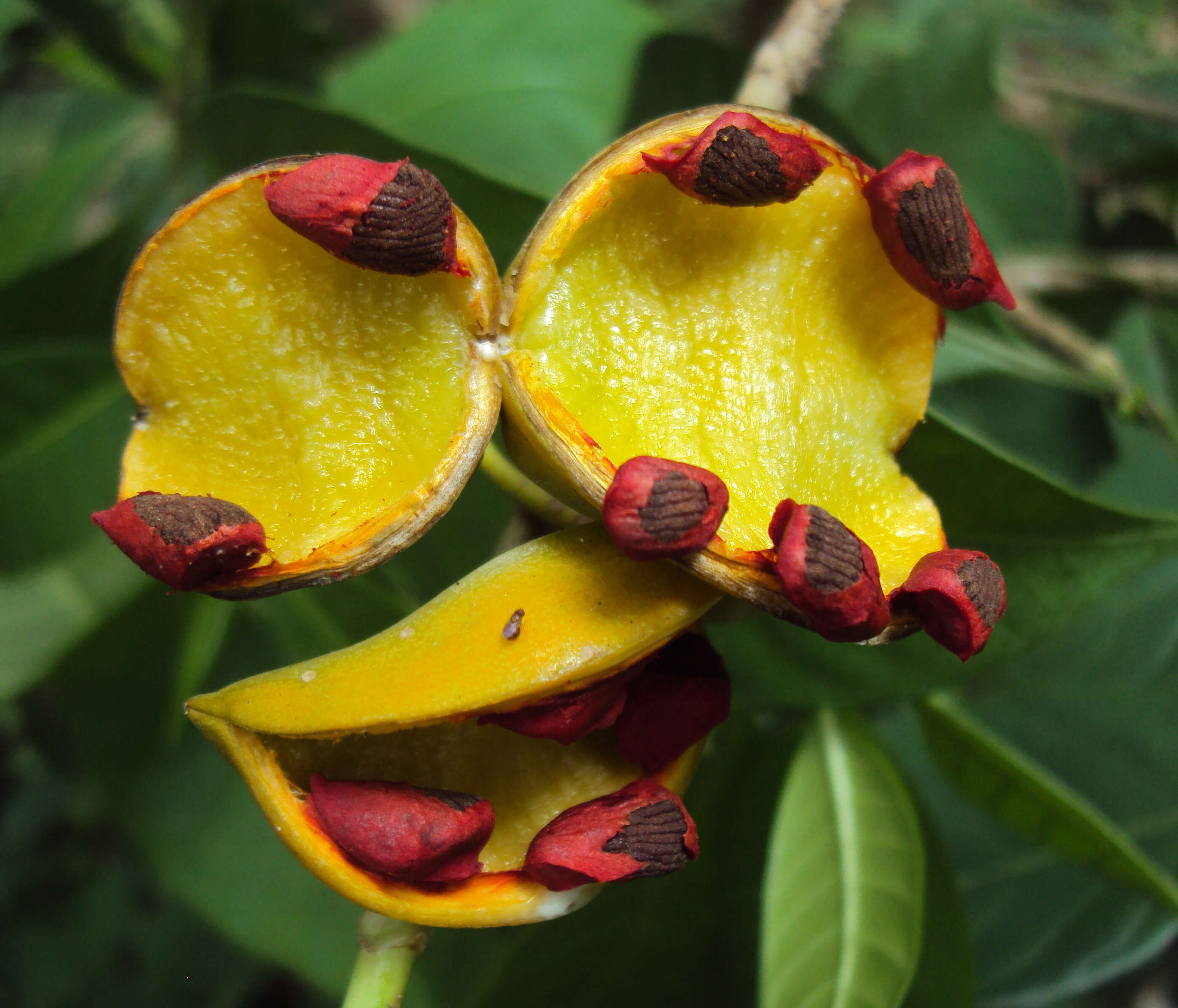 Image de Tabernaemontana alternifolia L.