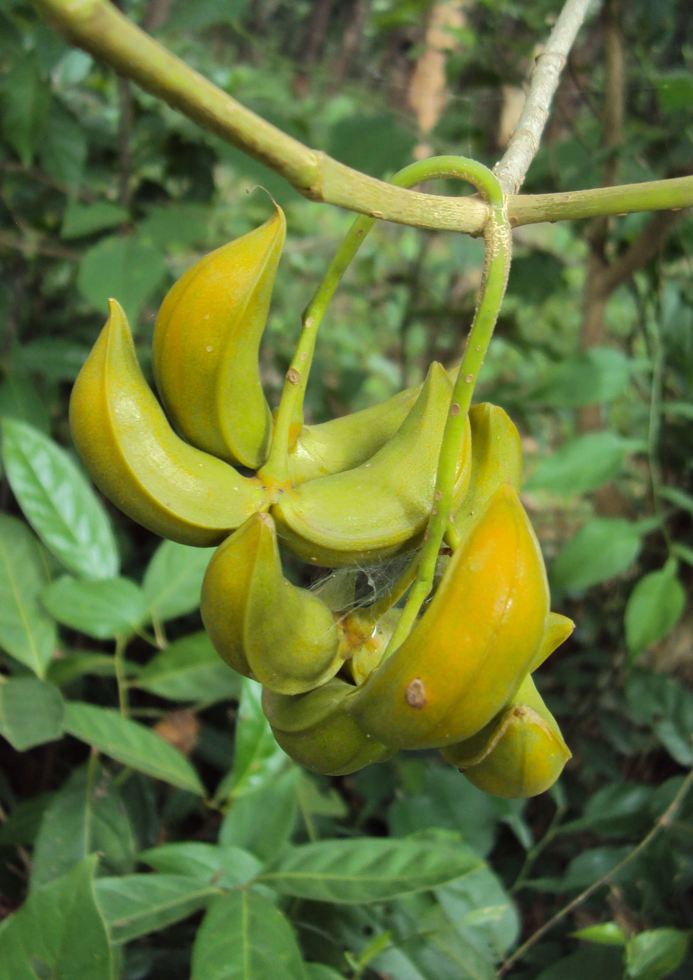 Sivun Tabernaemontana alternifolia L. kuva