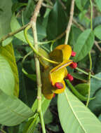 Image de Tabernaemontana alternifolia L.