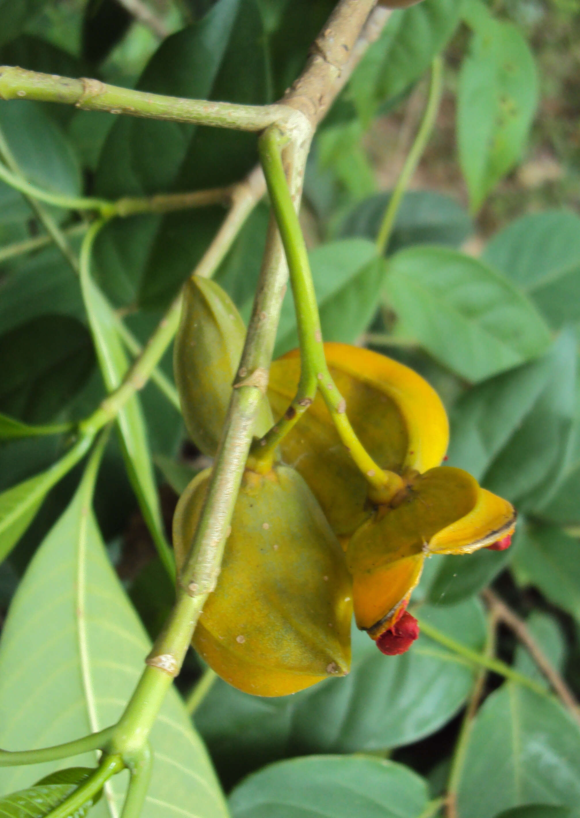 Sivun Tabernaemontana alternifolia L. kuva