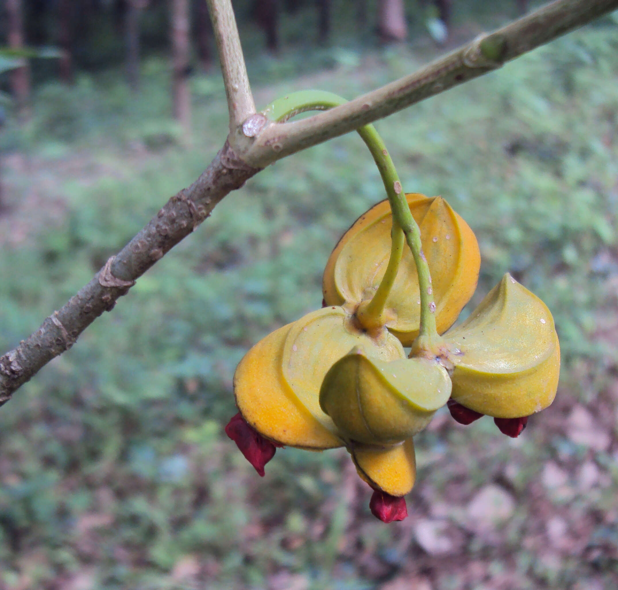 Sivun Tabernaemontana alternifolia L. kuva