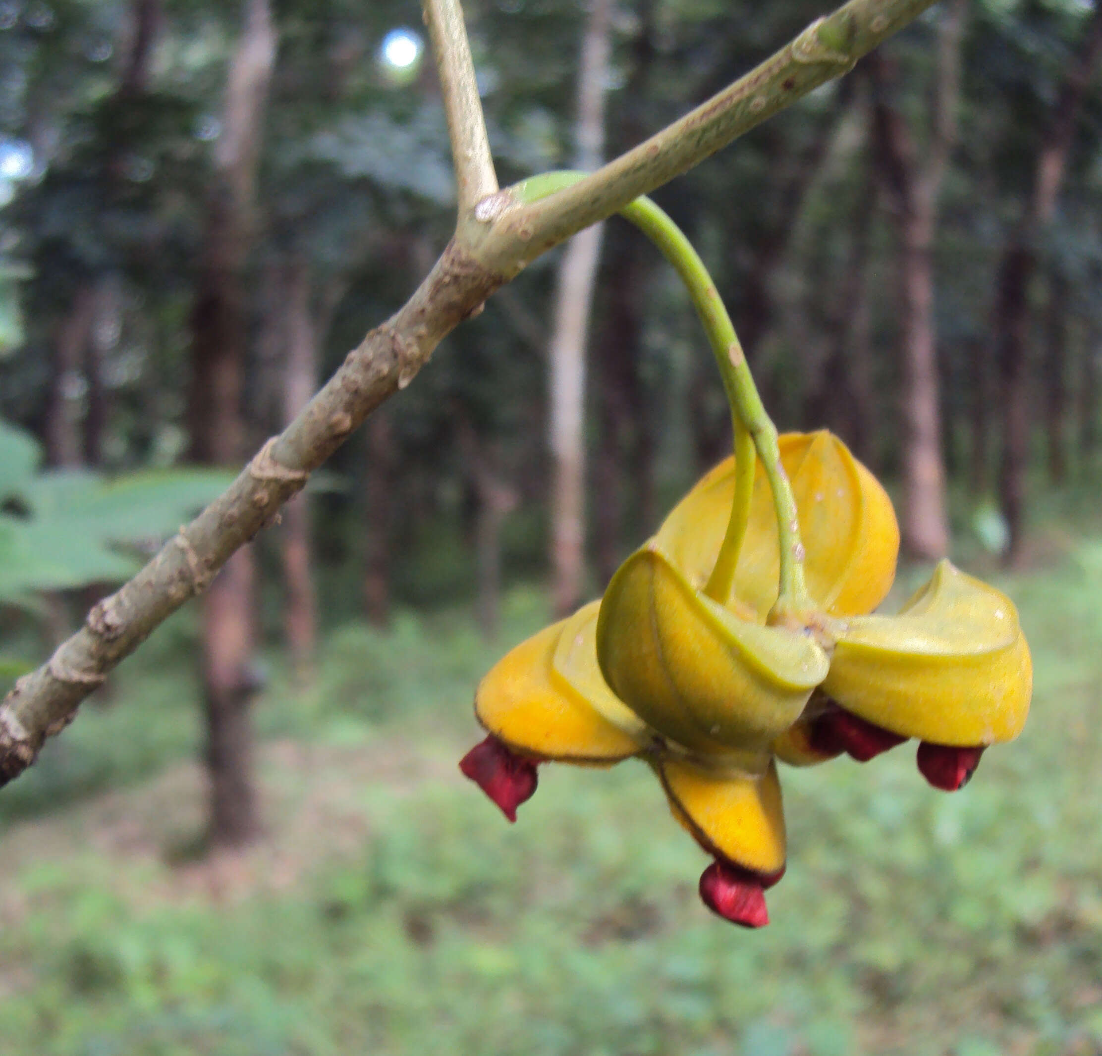 Image of Tabernaemontana alternifolia L.