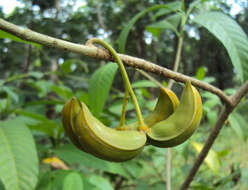 Sivun Tabernaemontana alternifolia L. kuva