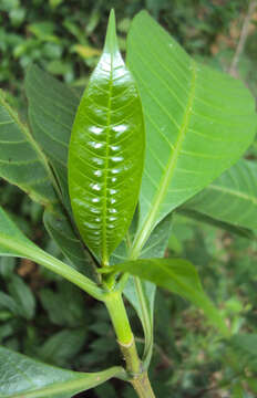 Image of Tabernaemontana alternifolia L.