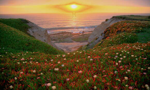 Image of ice plant